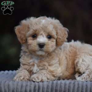 Boxer, Bich-Poo Puppy